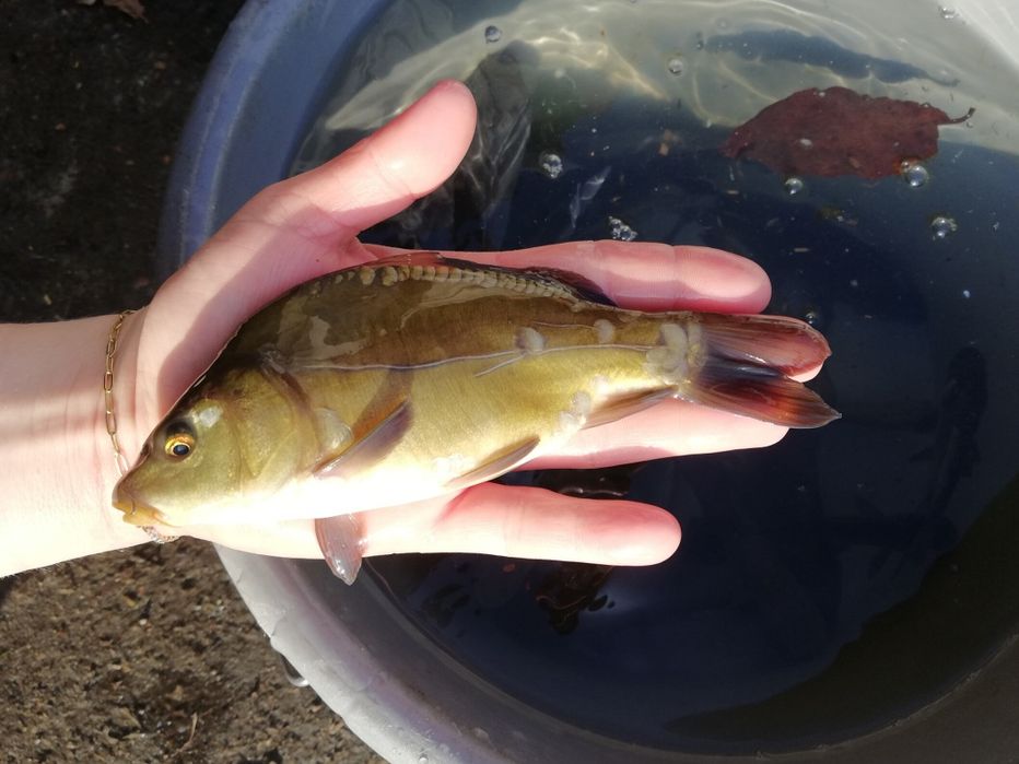 Karp 15-18 cm 8zl szt Detal DOSTĘPNY od ręki