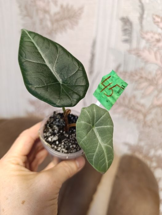 Алоказія сорта Махарані,,Golden Bone , Анторо вельвет