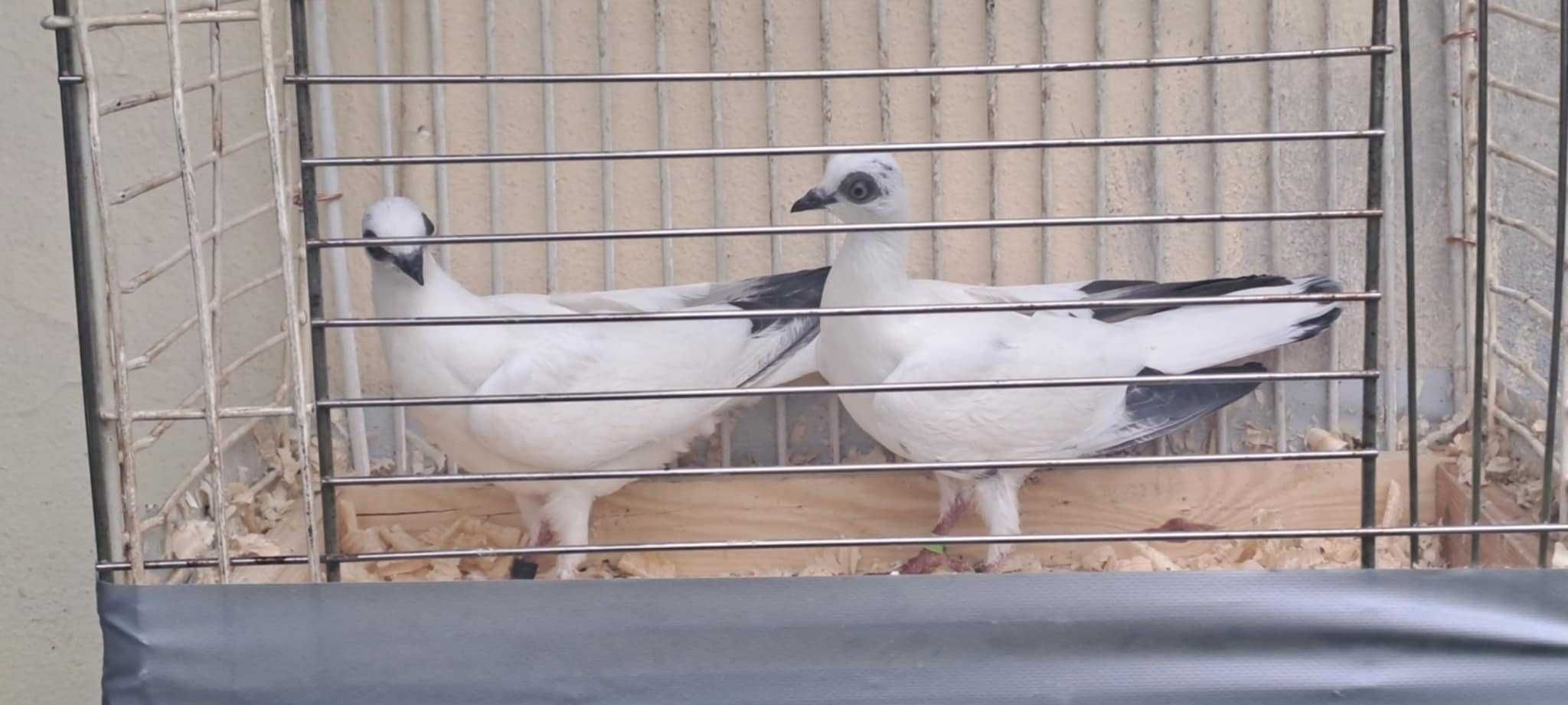 Gołębie na sprzedaż