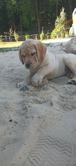 Неймовірні лабрадори цуценята