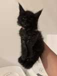 Kotka Maine coon rodowod fpl + wyprawka