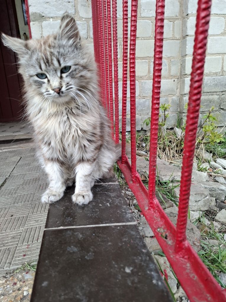 Кіт ніжний муркотун , котик шукає родину
