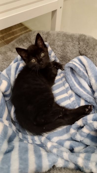 Gatinho bebê para adoção