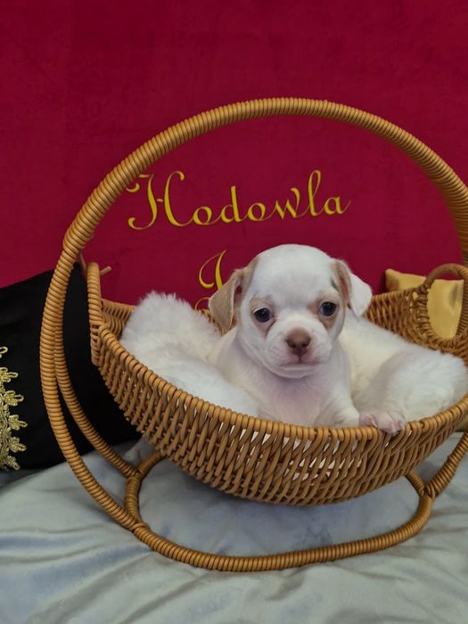 Chihuahua tessa przepiekna dziewczynka krótkowłosa