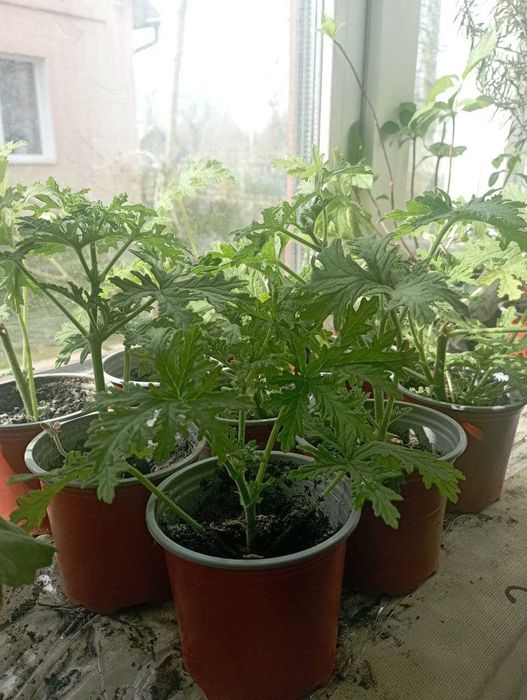 Пеларгонія  духмяна або  пеларгонія лимонна Супер пропозиція!