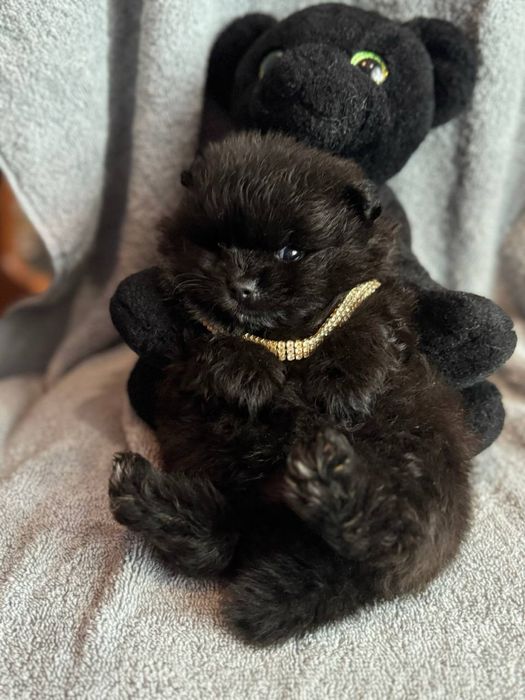 Чорні та кремові цуценята шпіц