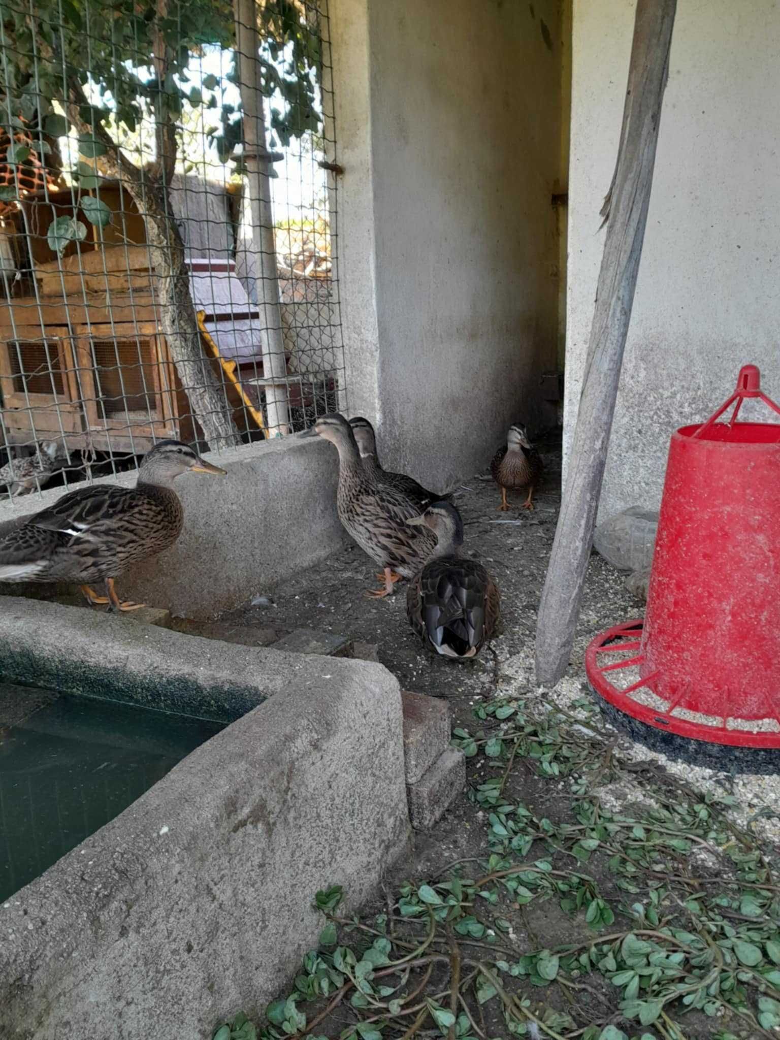 Patos bravos 2 meses
