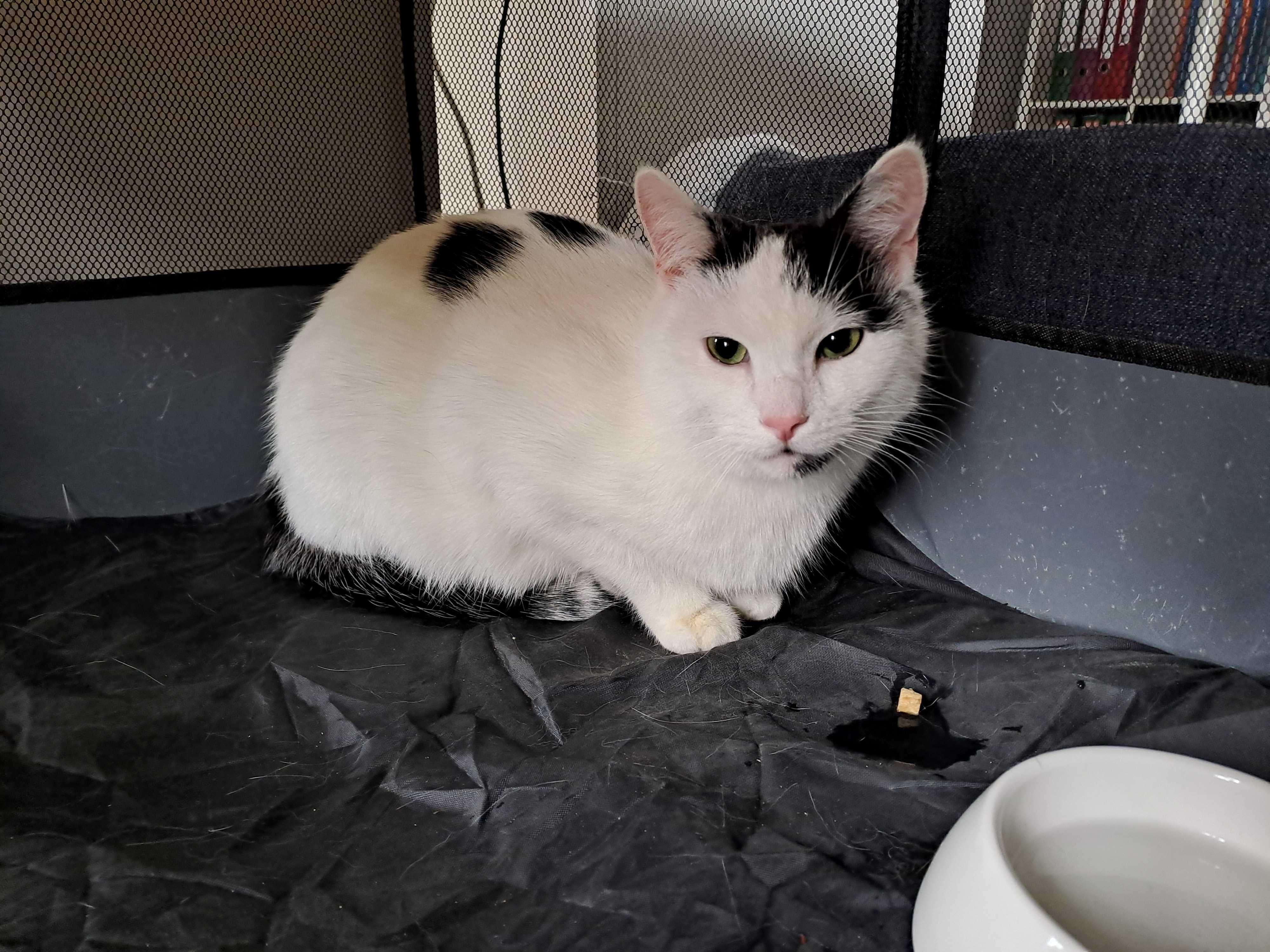 MIETEK cudowny kotek do adopcji