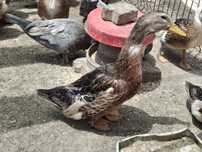 Patos Rouen com 2 meses