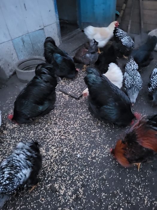 Петух Джерсійській гігант