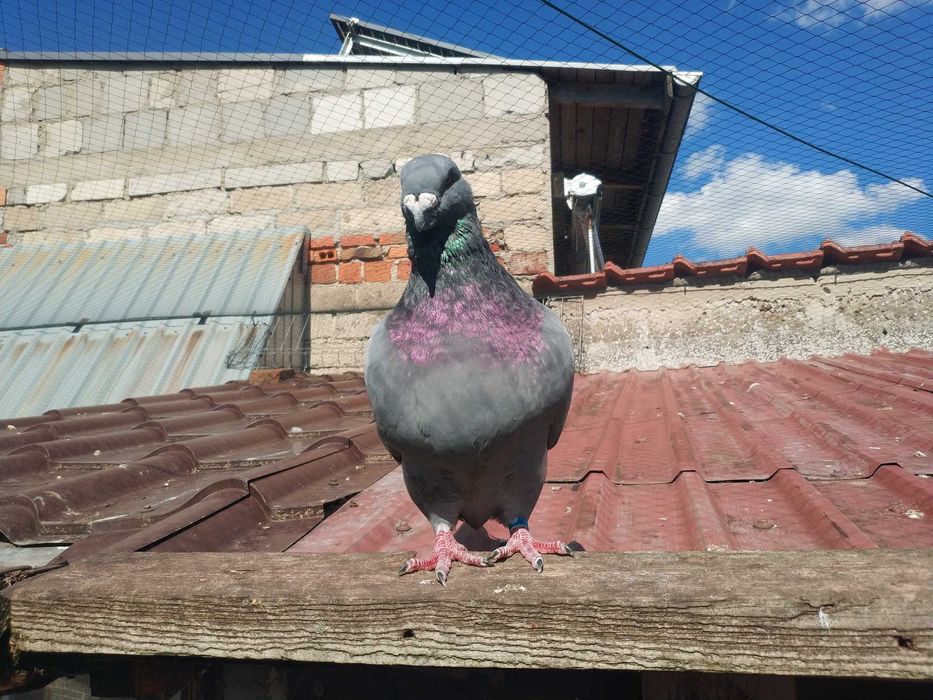 Gołębie Texanery i Giant Homry.