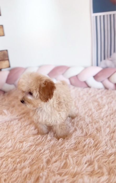 Мальтипу ф1 класика стандарт хлопчик