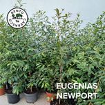 Eugenias Newport 100/120