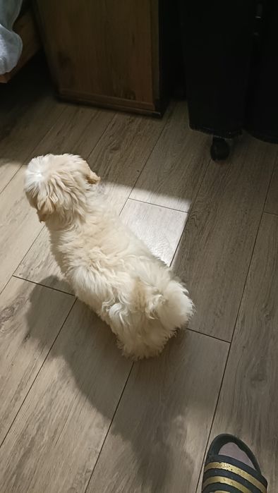 Maltipoo Gotowy na JuZ