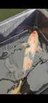 Carpa koi showa 56cm