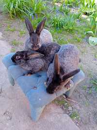 Продам  кролів породи Полтавське срібло