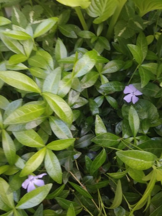 Саженцы, декоративные кусты