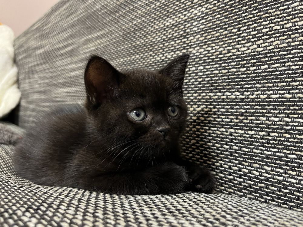 Шотландские прямоухие котята