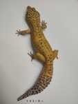 Gekony Lamparcie - Samce - Proven
