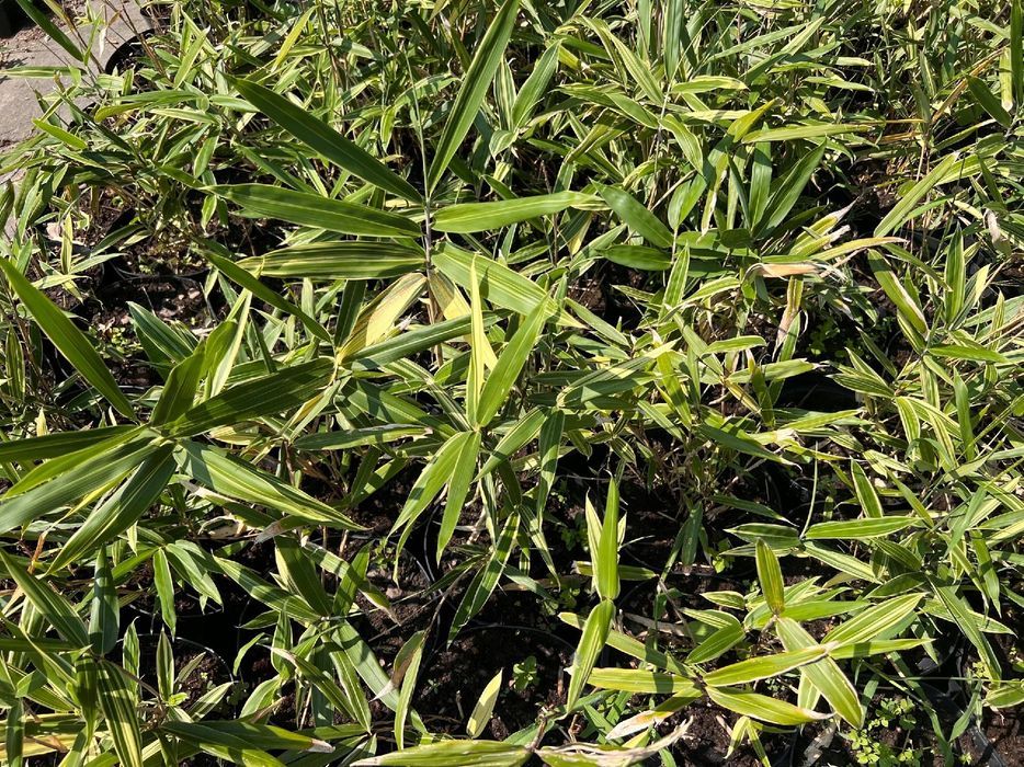 Bambus miniaturowy mrozoodporny DONICZKA 5L (Pleioblastus variegatus)