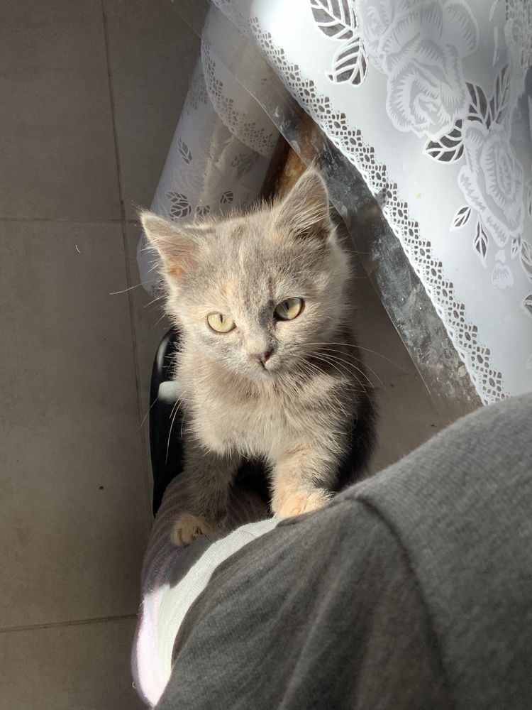 Киця(кошеня)