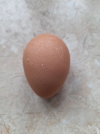 Jaja lęgowe perliczki