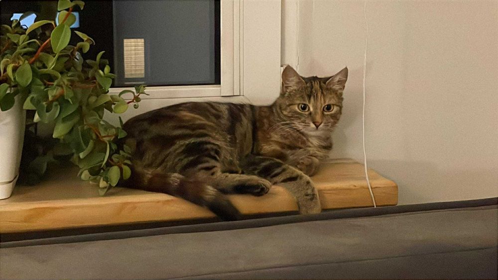 Roczna kotka pręgi rudo-bure w typie rasy Sokoke