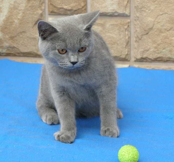 Kot Brytyjski koteczka brytyjska