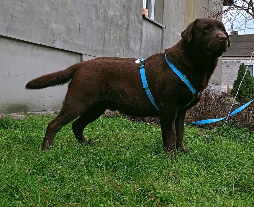 Labrador retriever reproduktor