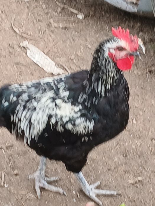 Sprzedam koguty do dalszego chowu lub na ubój