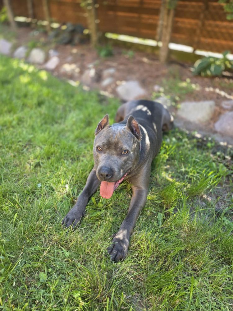 Amstaff Bolek szuka domu!