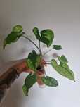 Syngonium green beauty