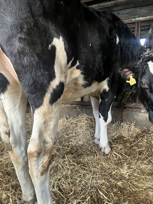 Jałówka mleczna HF do zacielenia