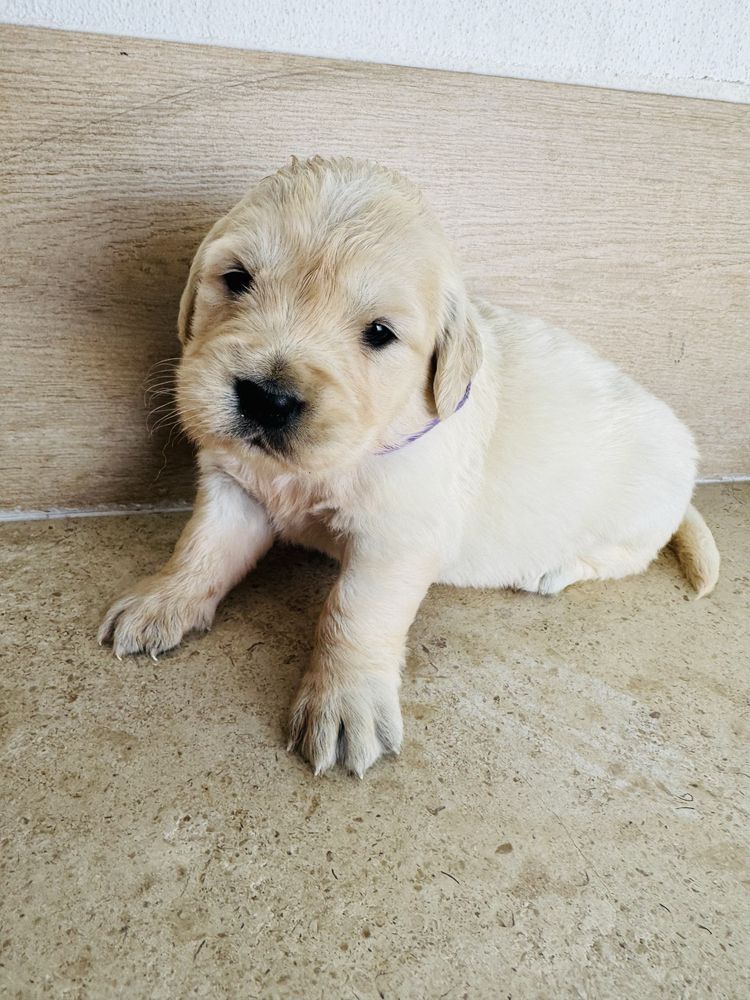 Golden Retrievier