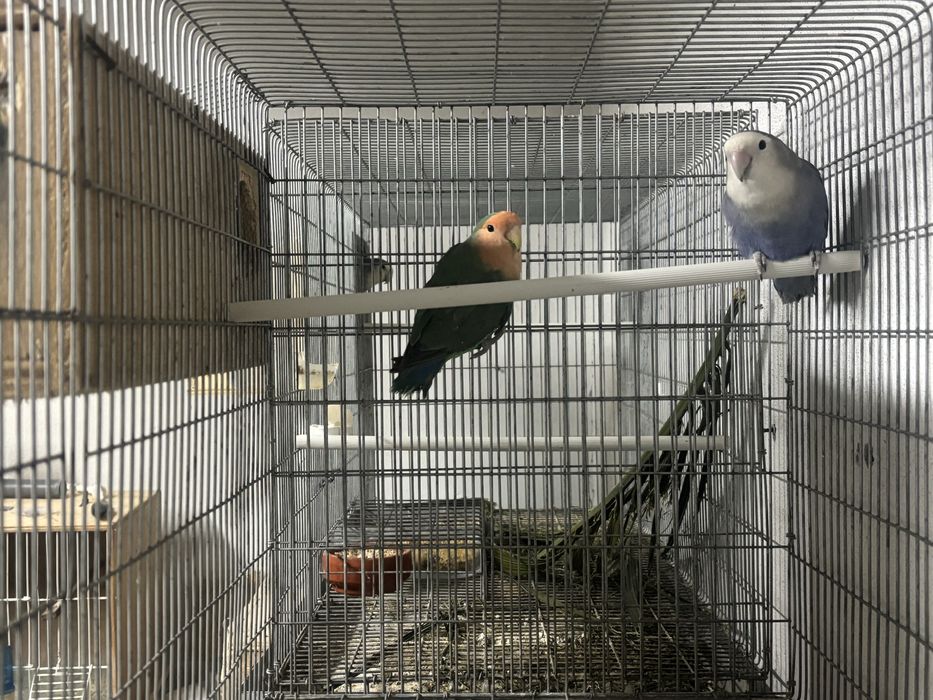 Vende se macho violeta longs