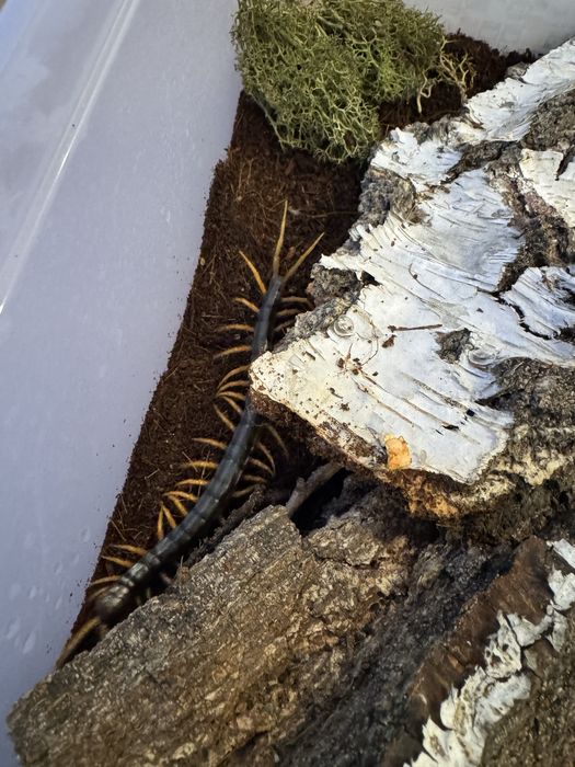 Skolopendra Gijant RedLeg