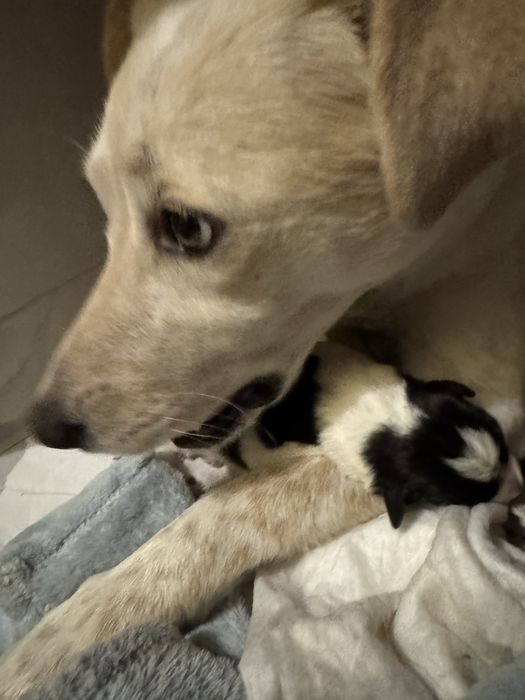 Щенки смесь лабратор