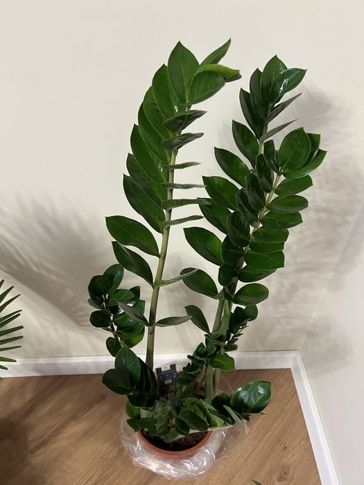 Заміокулькас акційний 105 см