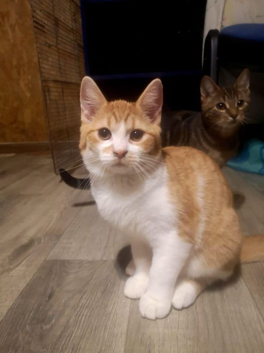 Kociaki do adopcji