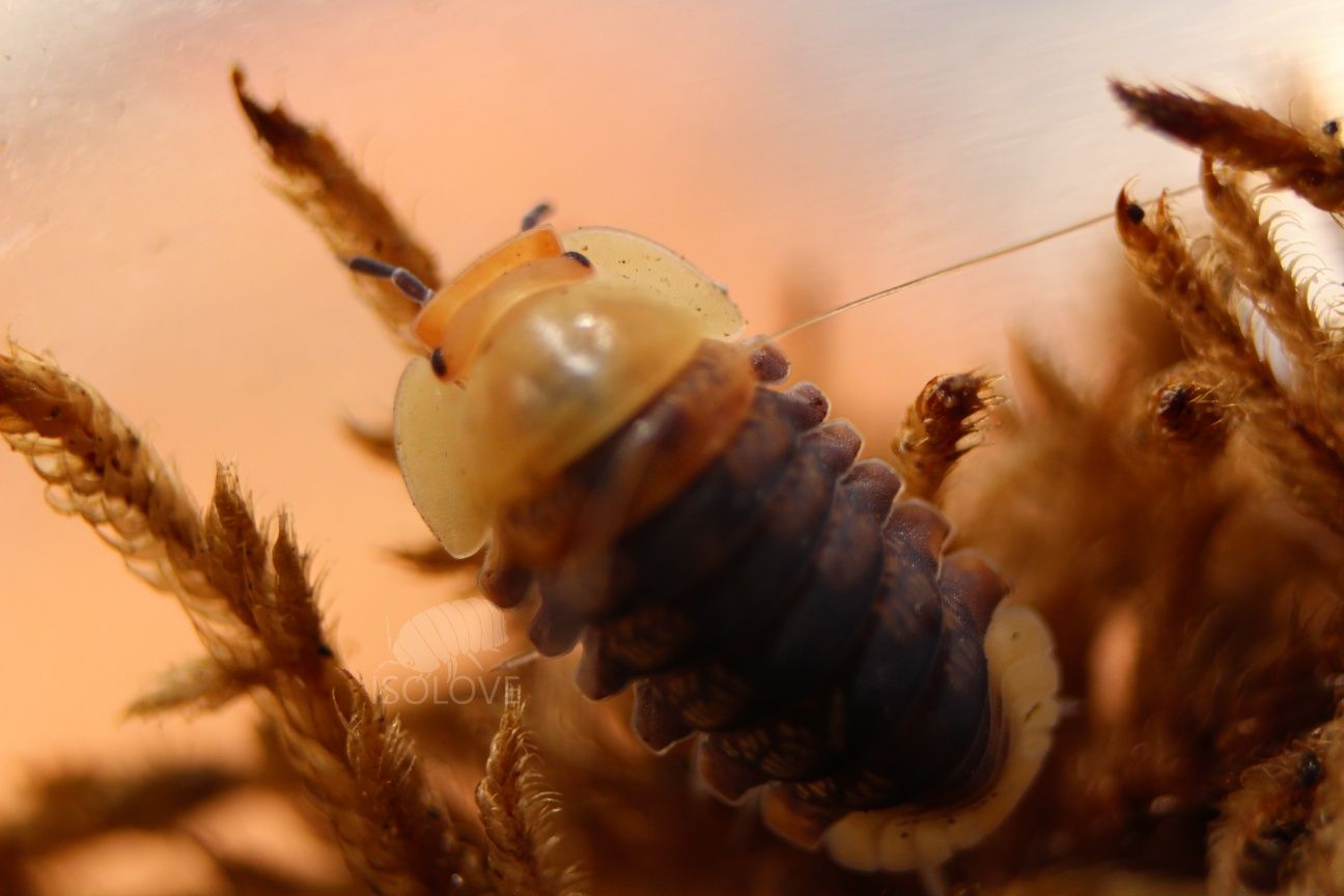 Cubaris sp. "rubber ducky", kaczuszki, kulanki, isopod, równonogi