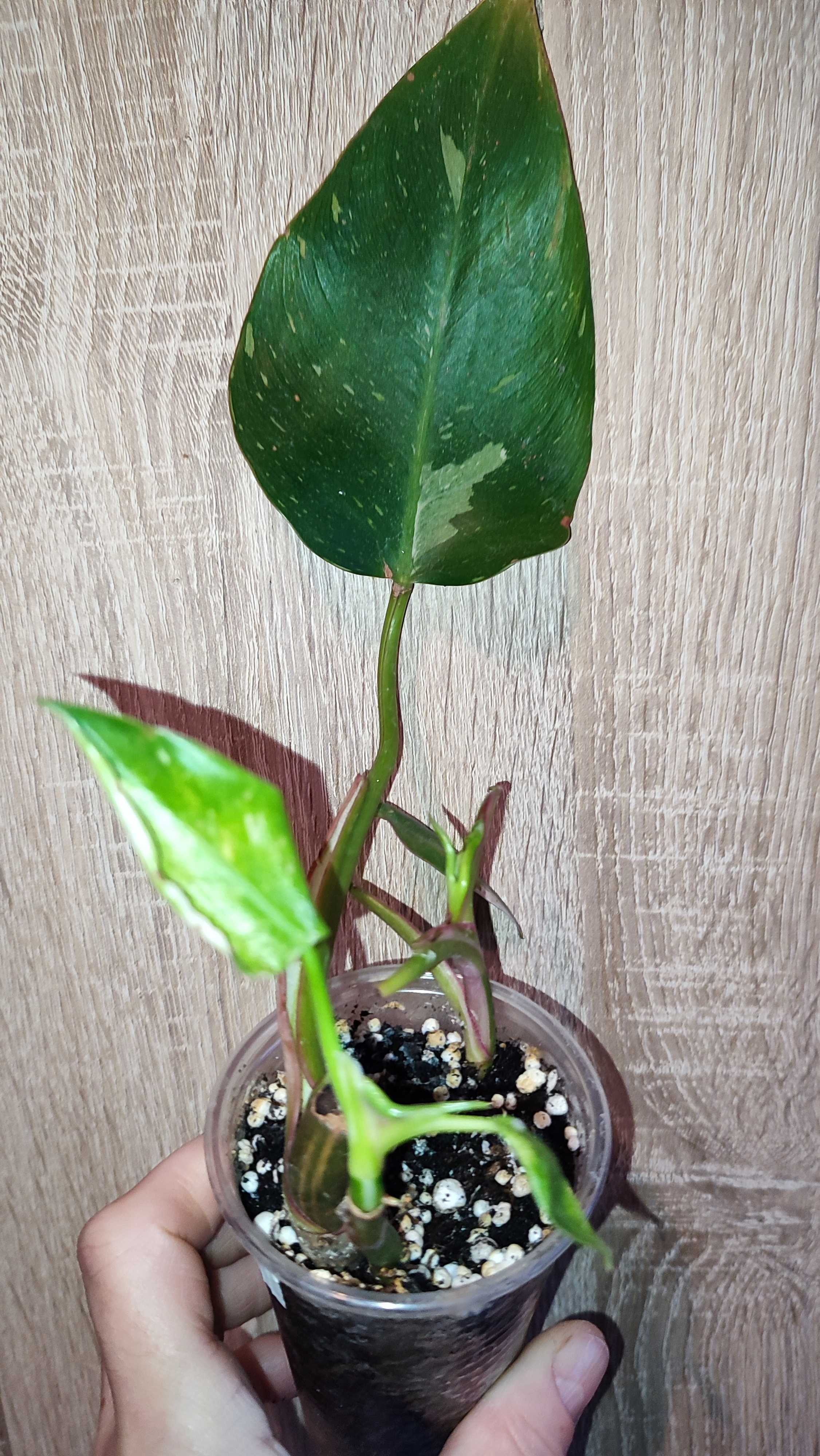 Filodendron Philodendron White Princess