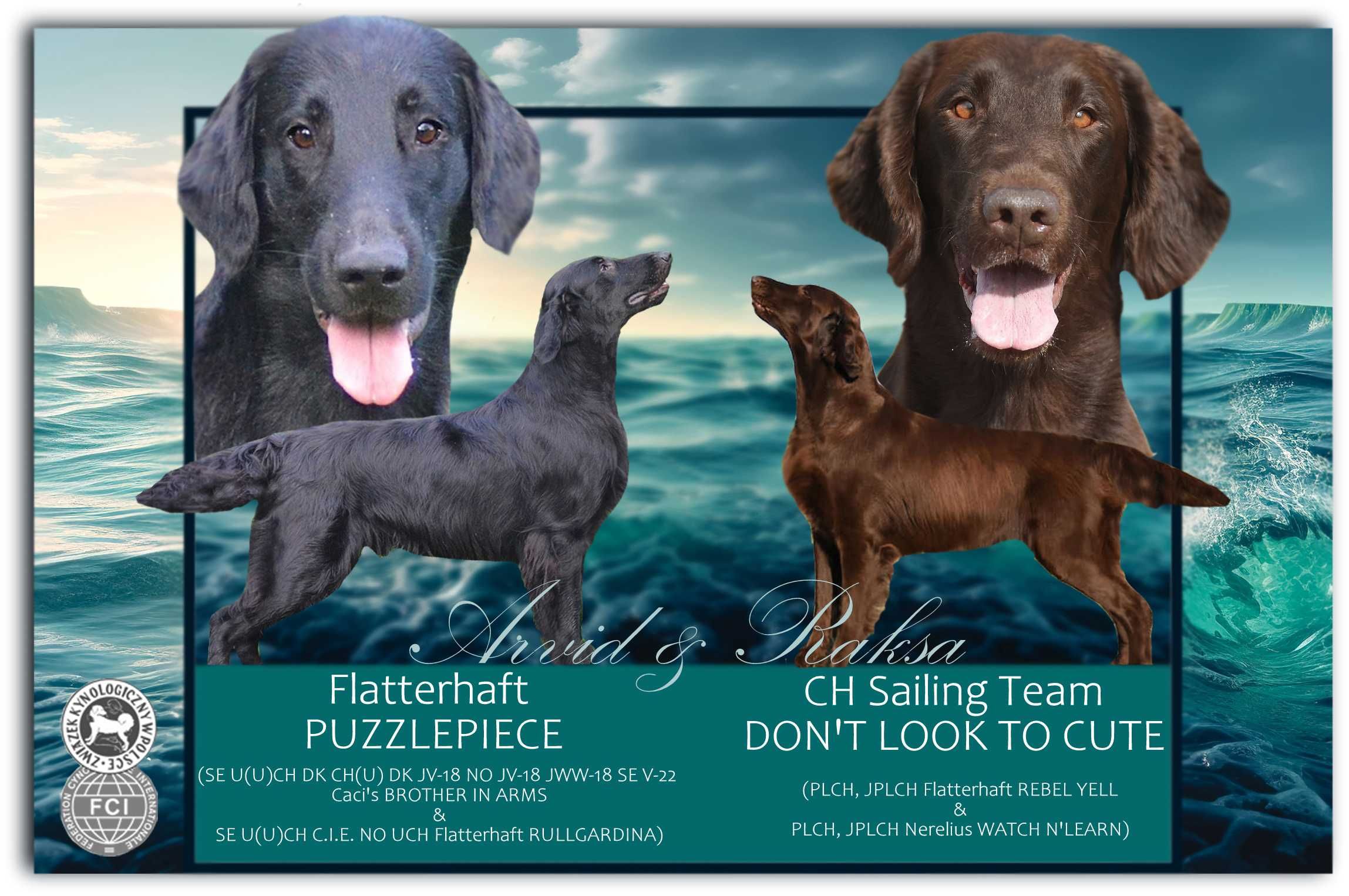 Flat coated retriever - czarny szczeniaczek/odbiór koniec lipca