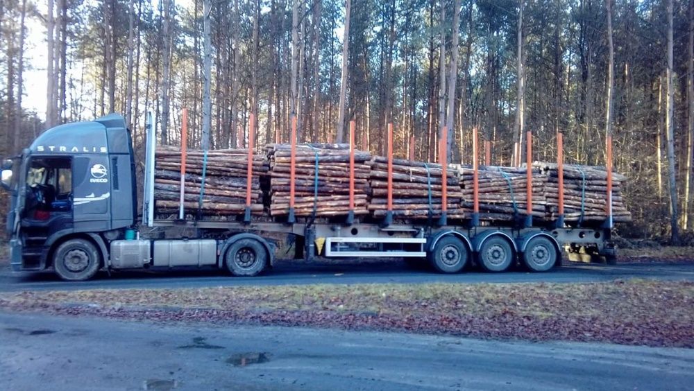 GRUBE SŁUPKI OGRODZENIOWE sosnowe 2,5m fi 8-12cm + siatka leśna