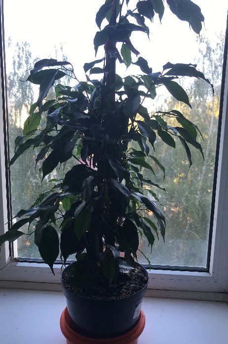 Шикарный молодой растущий крупнолистный Фикус