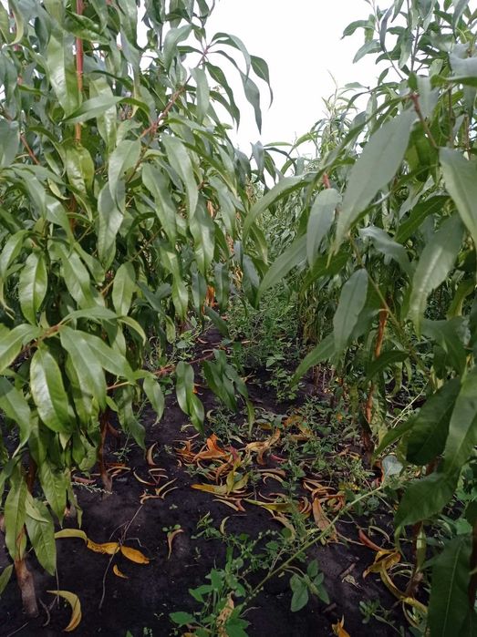 Саджанці,плодових та декоративних дерев та кущів