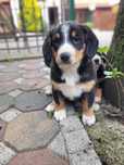 Entlebucher Sennenchund FCI