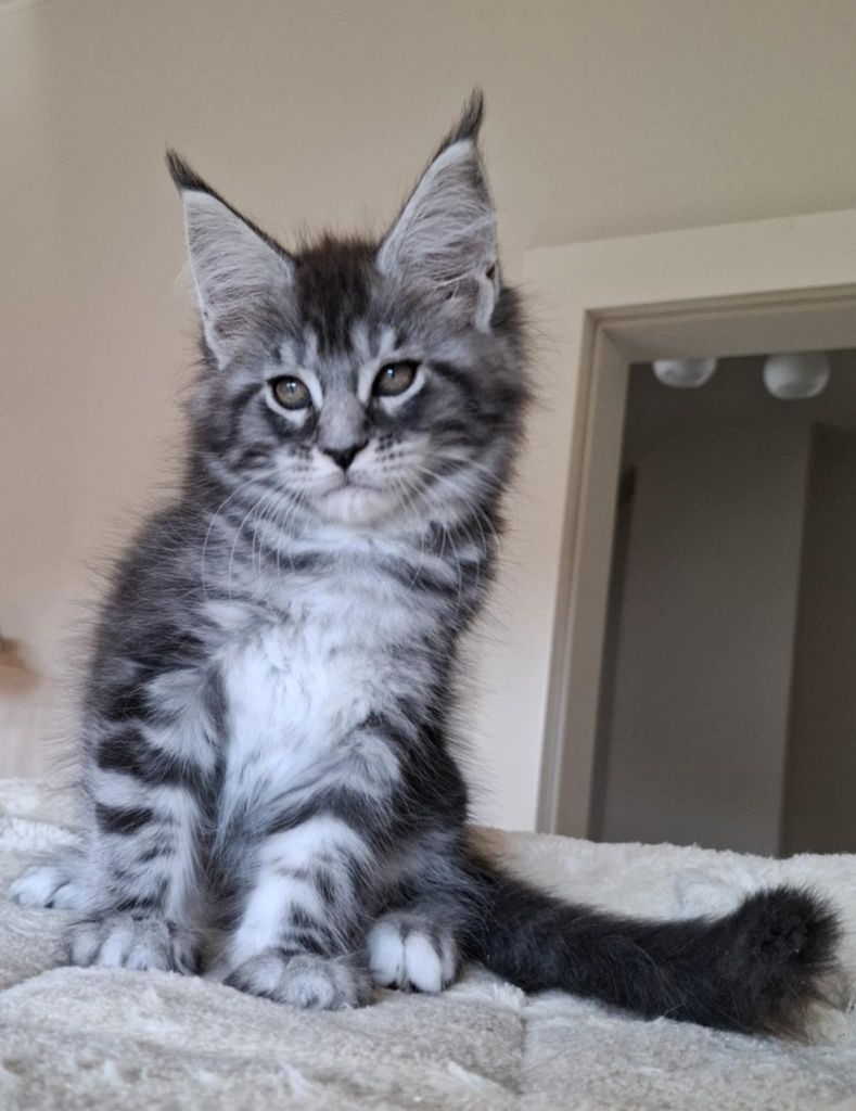 Srebrzysta Maine Coon - będzie duża :-)