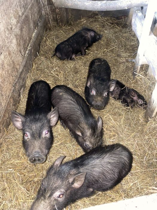 В'єтнамська вислобрюха свиня