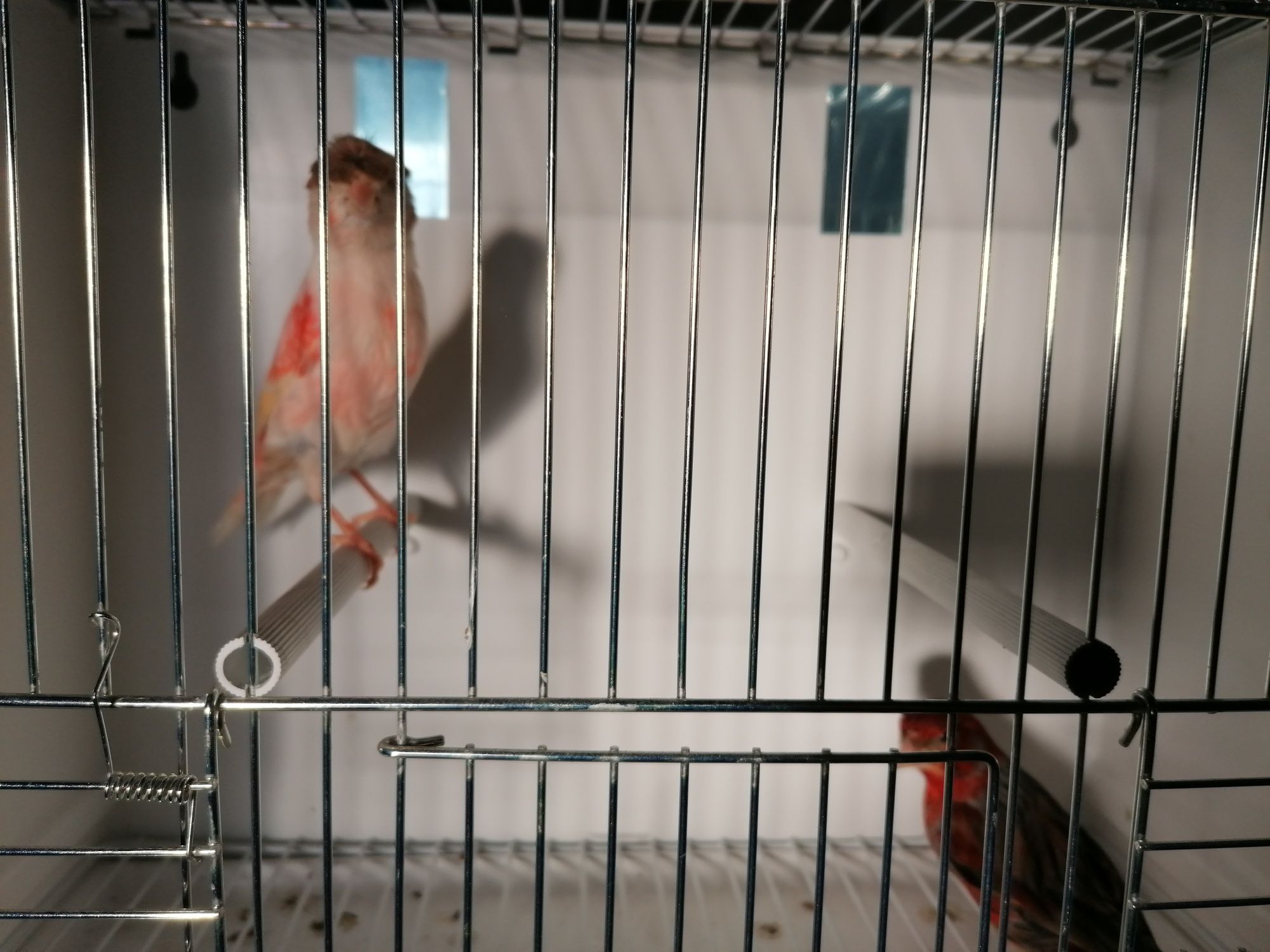 Casal de canários arlequim português