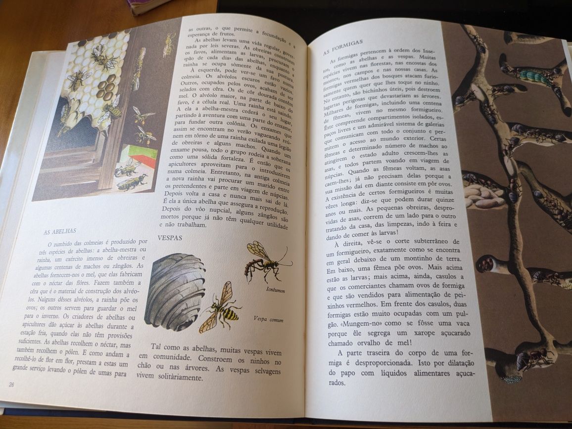 Enciclopédia Infantil da Verbo